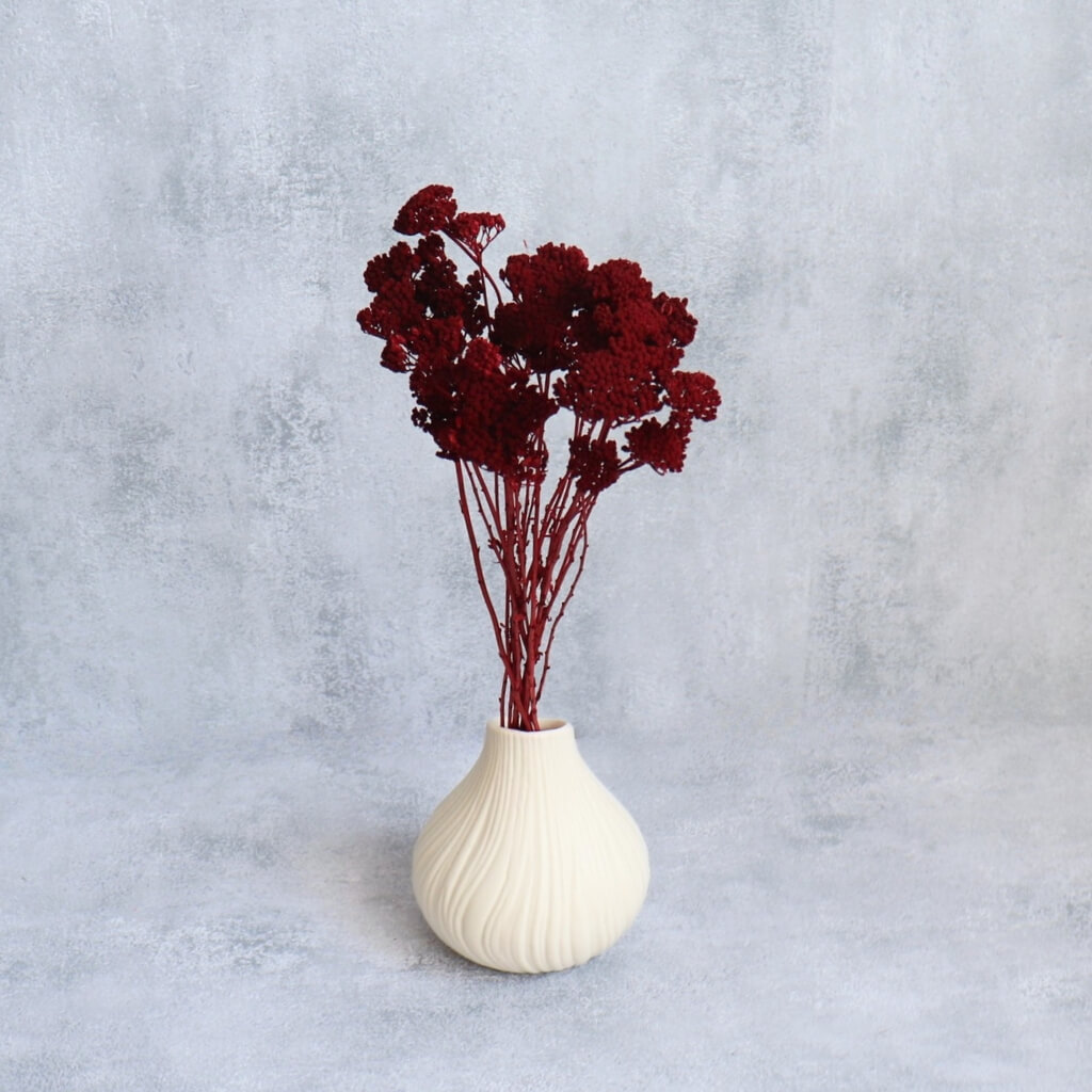 Sušená Achillea (Řebříček) v bordo barvě - detailní pohled
